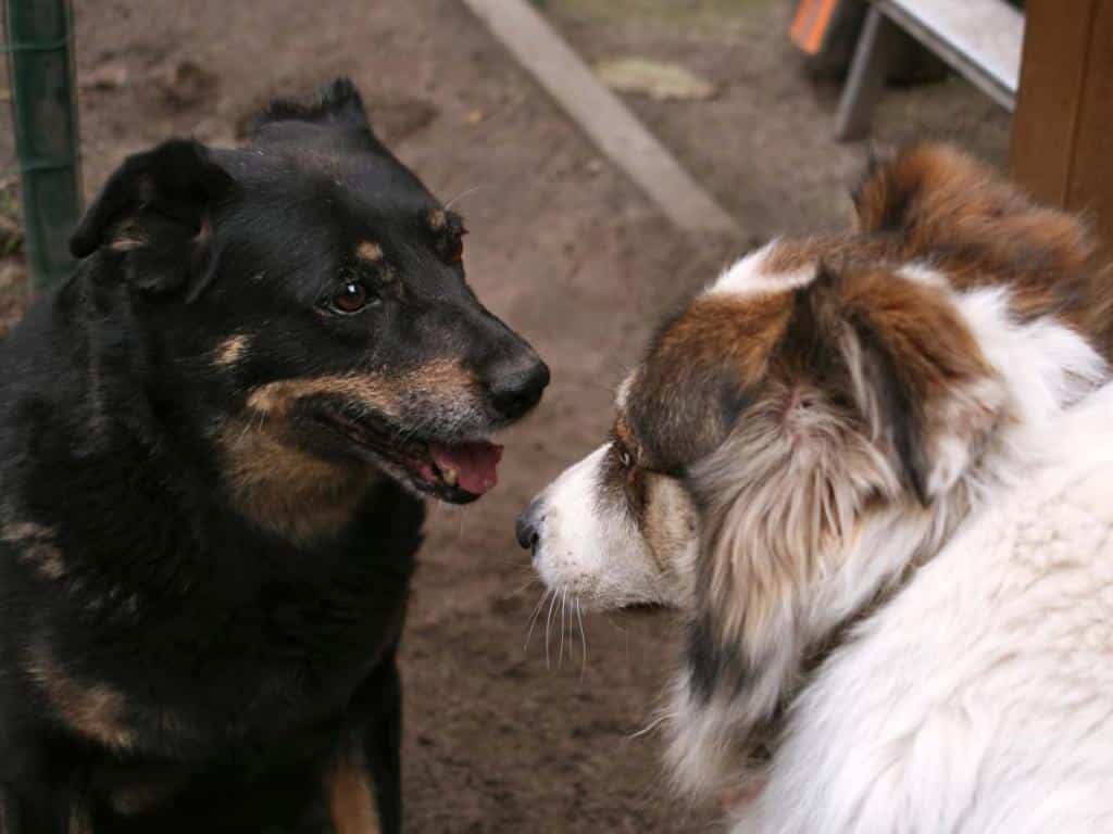 Kennel cough in dogs, highly contagious and very serious