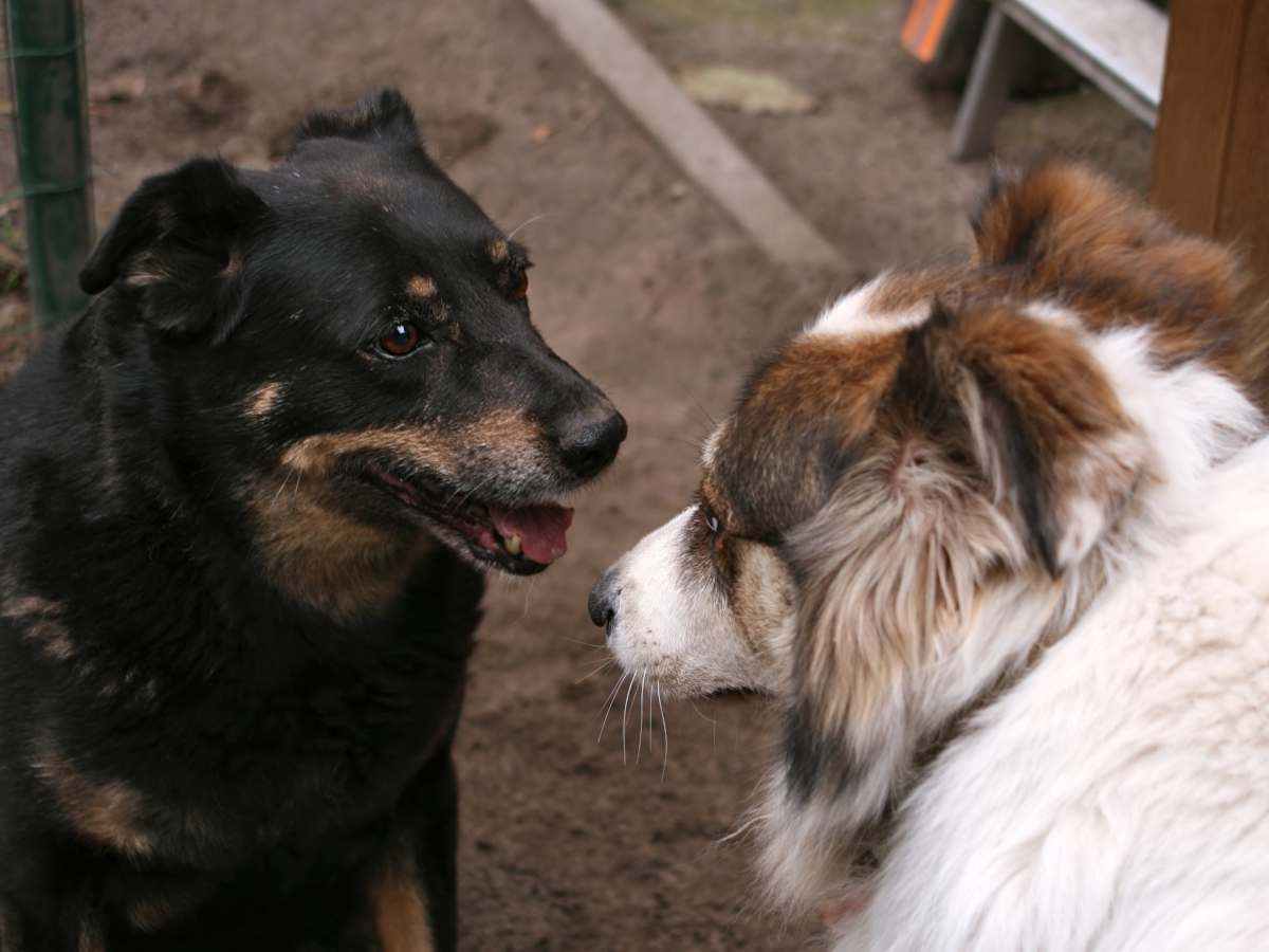 Kennel cough in dogs, highly contagious and very serious