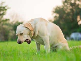Symptoms of kennel cough