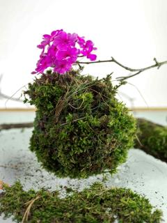 Trimming and pruning kokedama