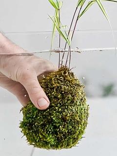 Watering a kokedama