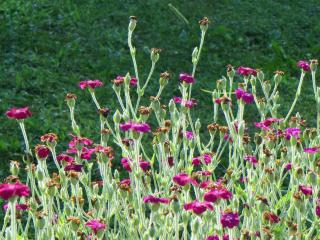 Companion flowers for rose campion