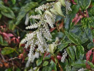 Caring for leucothoe