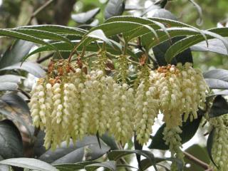 Planting leucothoe