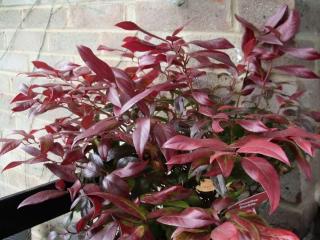 Container leucothoe