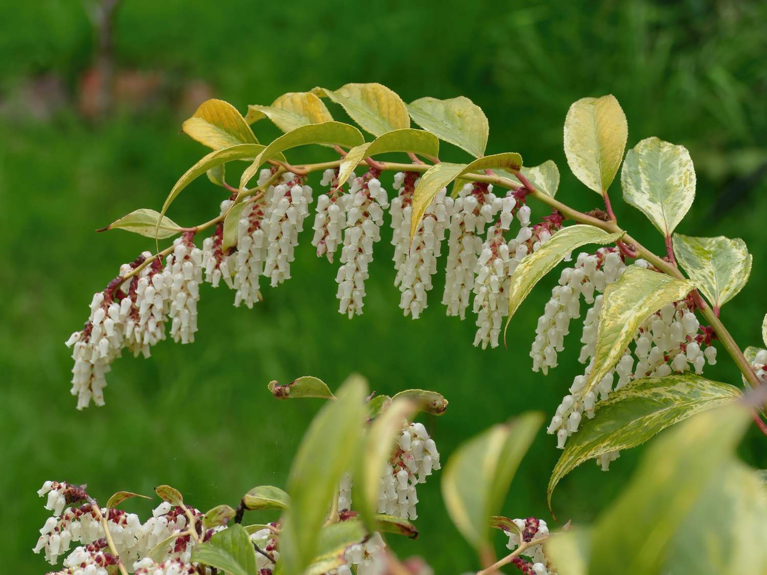 Leucothoe shrub