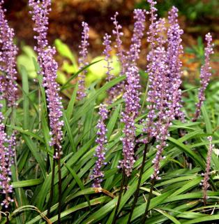 Caring for liriope muscari