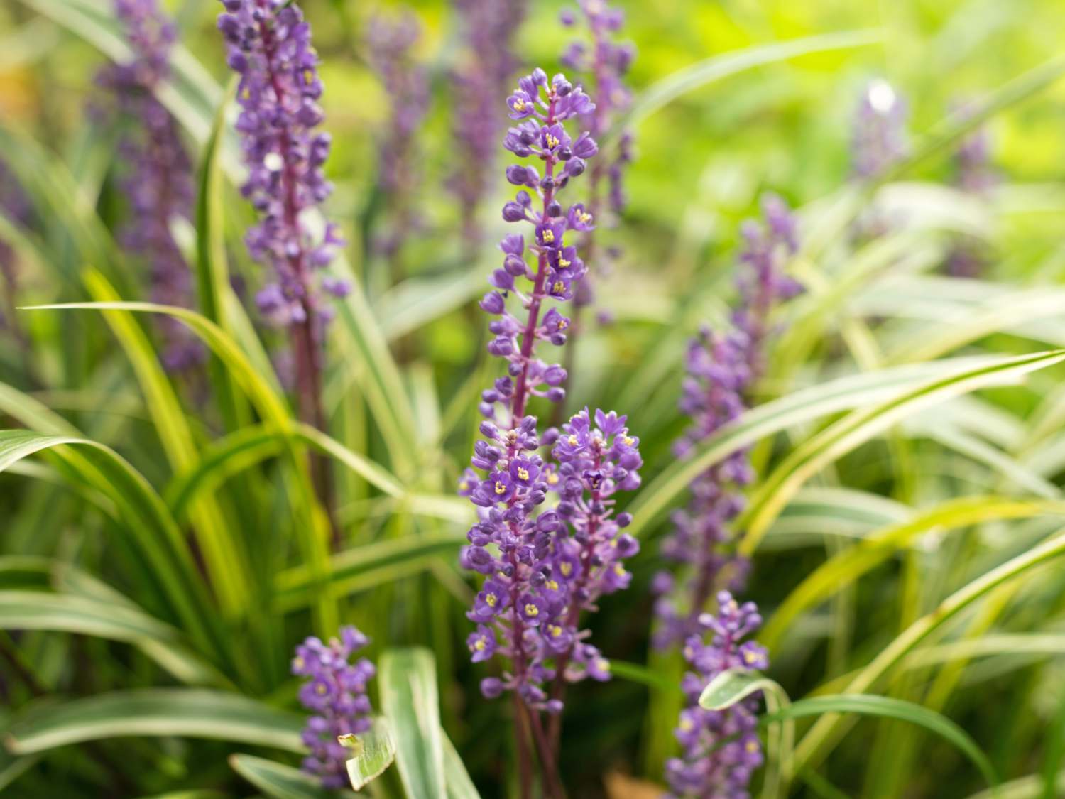 Liriope muscari, the lily turf flower