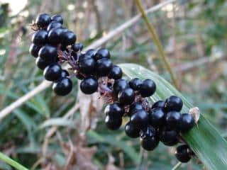 Liriope muscari propagation