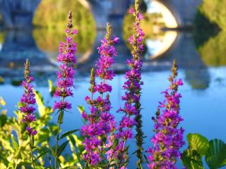 Lythrum salicaria