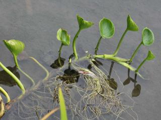 Calla palustris propagation