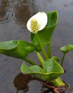 Calla palustris planting