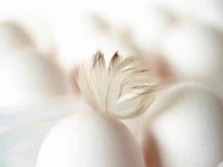 Impact of molting on egg-laying