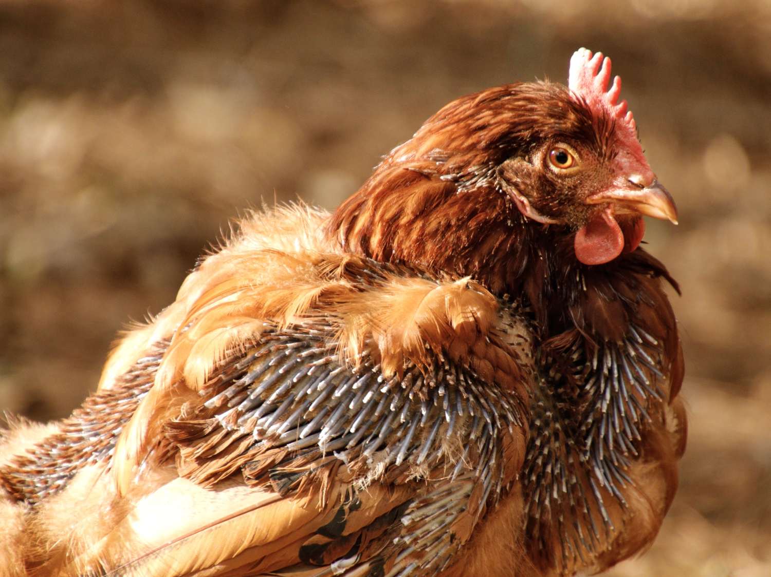 Chicken molting