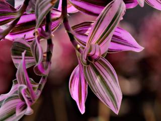 Nanouk tradescantia care