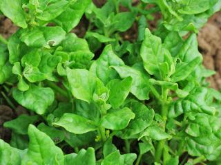 Caring for New Zealand spinach