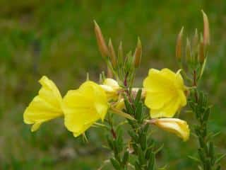 Oenothera care