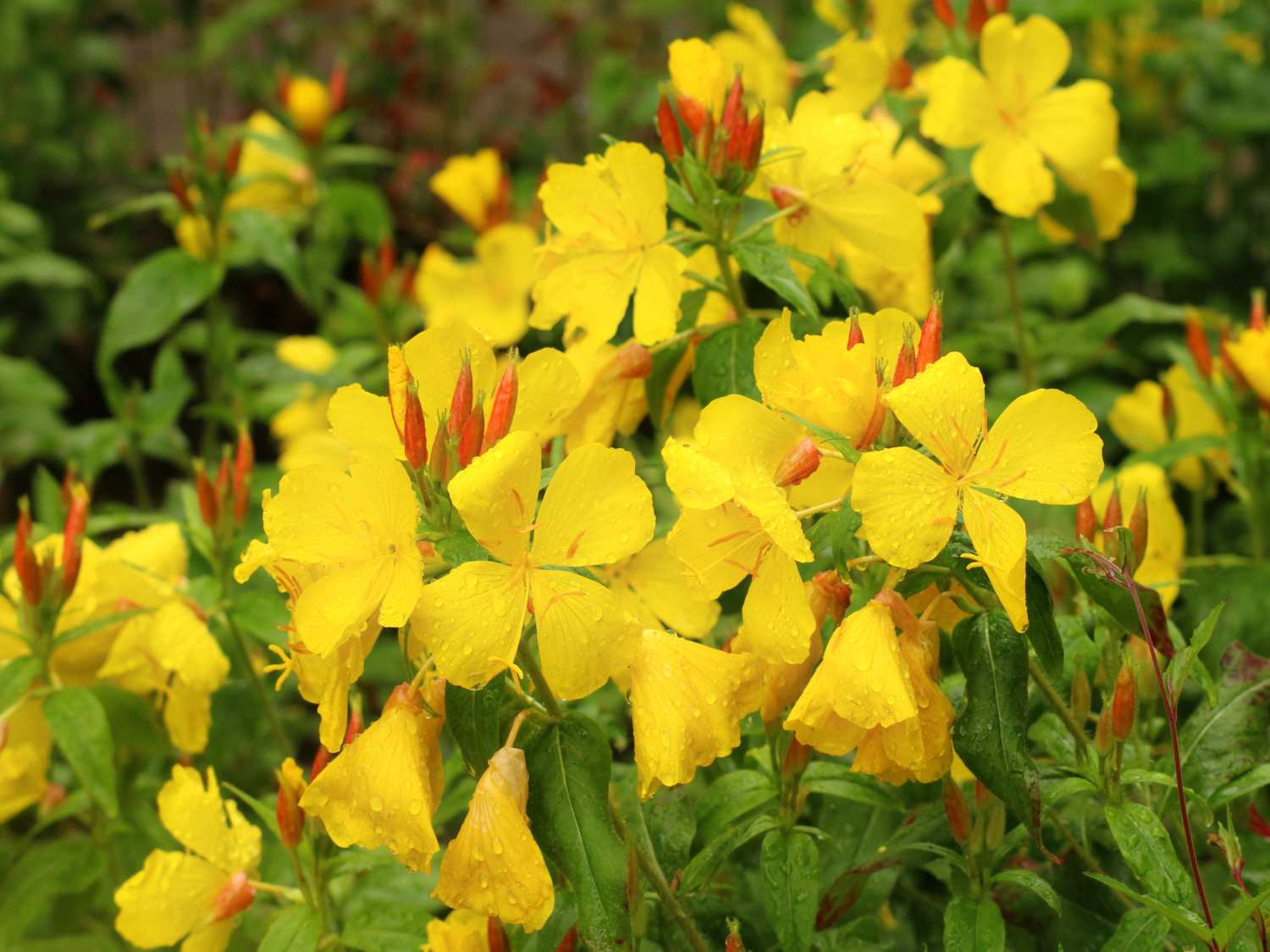 Evening primrose