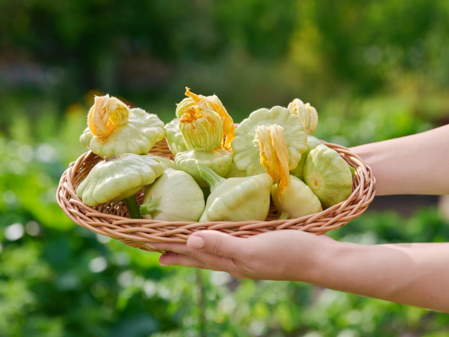 Pattypan squash, patisson