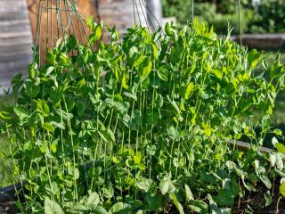 How to grow green peas in pots