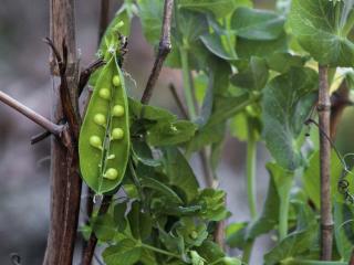 Caring for container pea