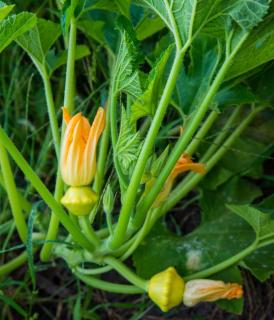 Planting pattypan squash