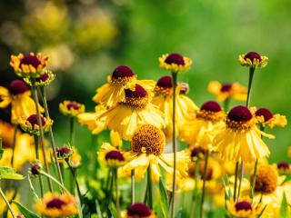 How to plant helenium