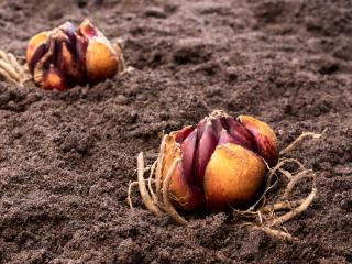 Planting lily