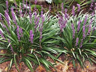 Liriope muscari planting