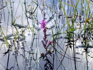 How to plant purple loosestrife