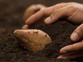 How to plant sweet potato