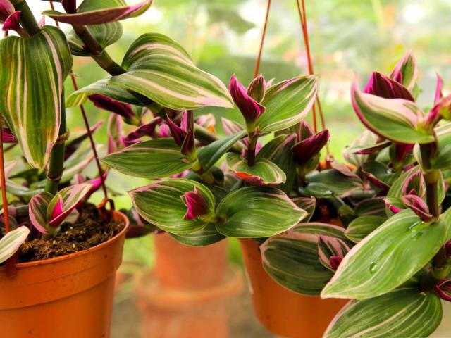 Planting Tradescantia nanouk