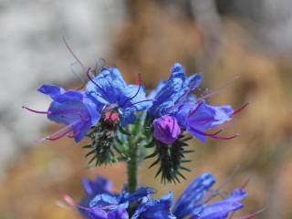 How to plant echium vulgare