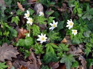 How to plant wood anemone