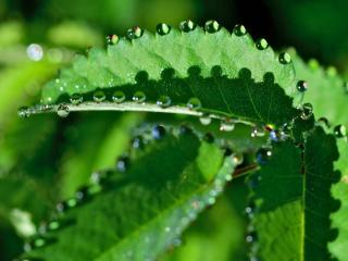 Plants that tend to guttate