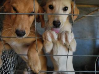 Dogs in a kennel