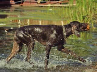 How to protect your dog from cyanobacteria