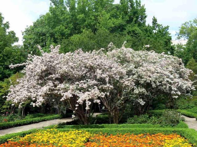 Pruning kolkwitzia