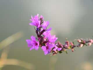 Health benefits of lythrum salicaria