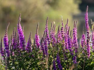 Caring for purple loosestrife