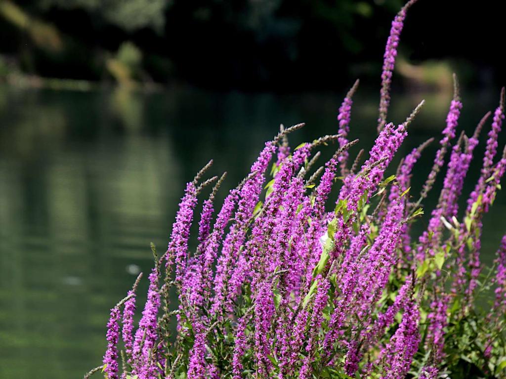 Lythrum salicaria
