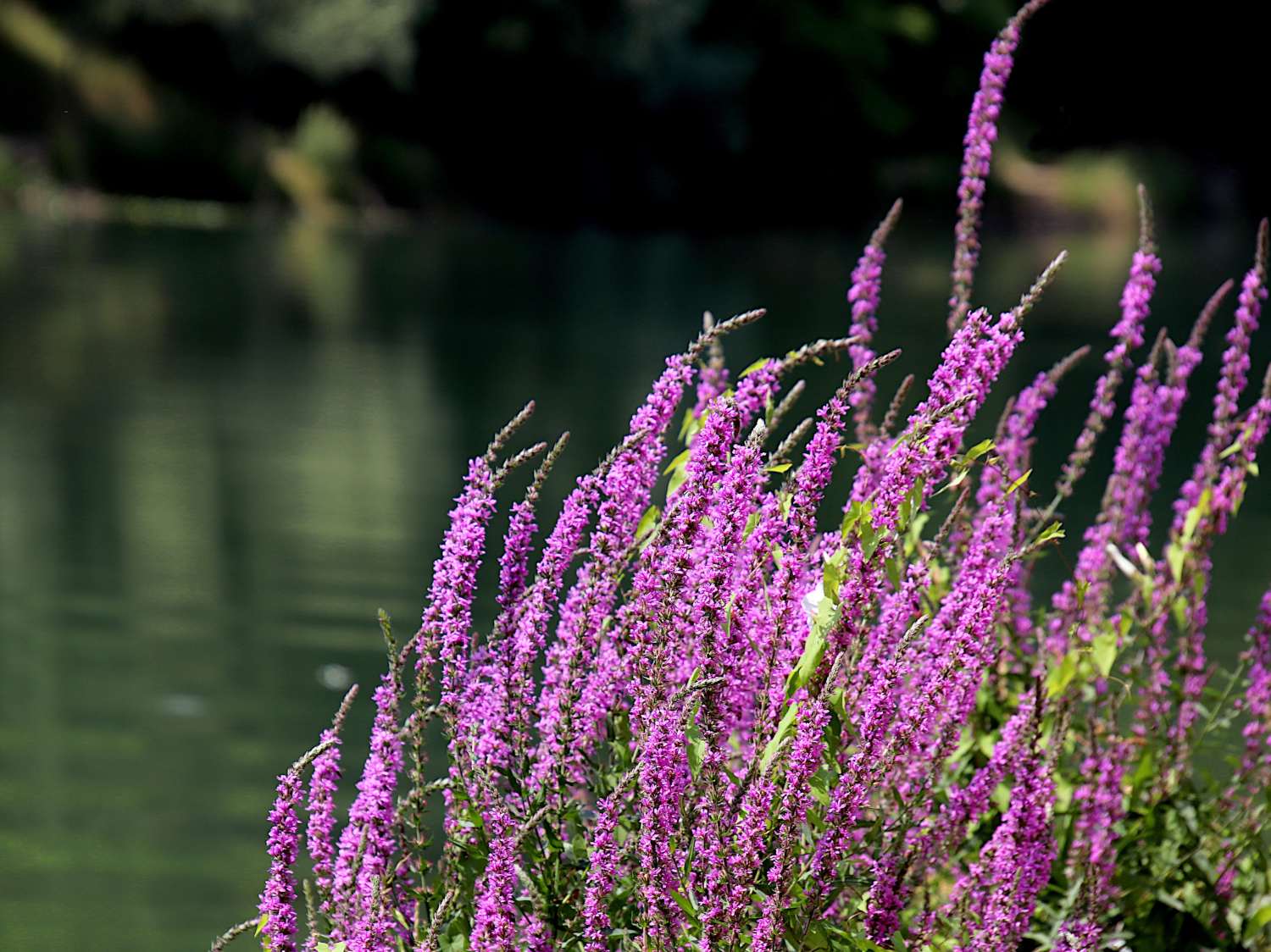 Lythrum salicaria