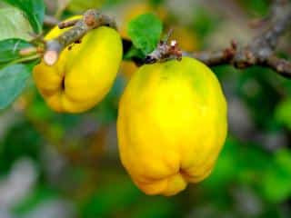 pruning quince