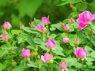 Varieties of Rosa damascena