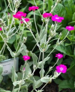 Rose campion care