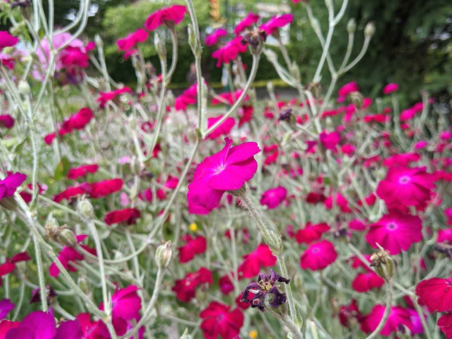 Rose campion, Silene coronaria