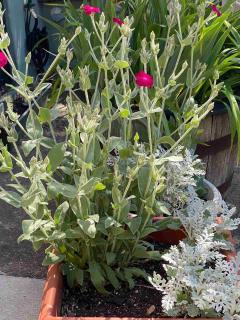 Potted rose campion