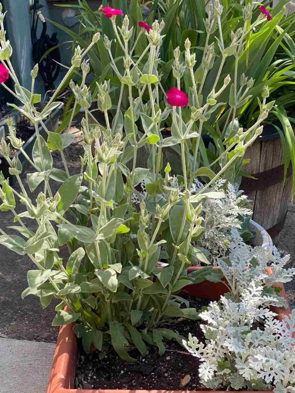 Potted rose campion