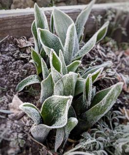 Winter care for rose campion