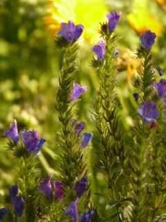 Caring for echium vulgare